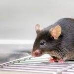 (December 2, 2020) WEBINAR: Tips and Tricks for Successful Rat Telemetry Blood Pressure Recordings