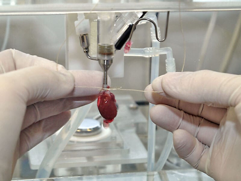 MDE GmbH - Isolated Heart Perfusion System - Fixation of the Preparation