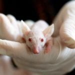 WEBINAR: Rodent anesthesia and surgical monitoring: the foundation for great experiments