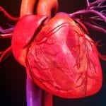 WEBINAR: Experimental Considerations when Planning Chronic Models of Cardiovascular Disease in Rodents