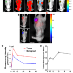 A Novel Co-Targeting Strategy of EGFR/SEC61G for Multi-Modality Fluorescence/MR/Photoacoustic Imaging of Glioblastoma