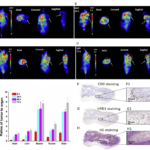 Article: Evaluation of 124I-JS001 for hPD1 immuno-PET imaging using sarcoma cell homografts in humanized mice
